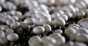 От мицелия до гриба: как выращивают шампиньоны