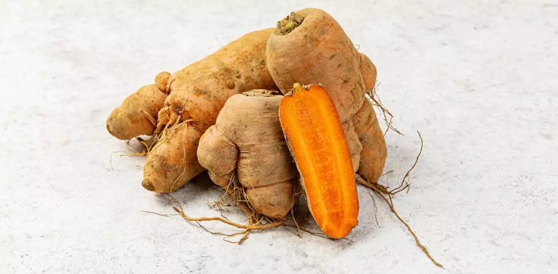 Плодопозитив: морковь «Некрасавица» во ВкусВилле