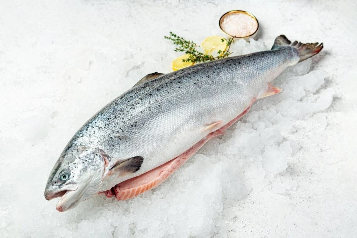 Чем отличаются лосось, сёмга, форель, горбуша и кета